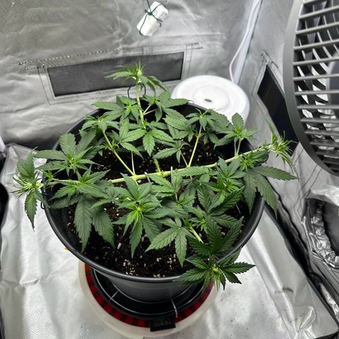 Cookie #2 growlog timeline photo