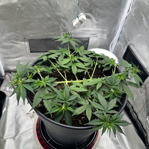 Cookie #2 growlog timeline photo