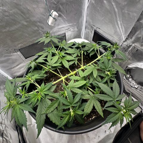 Cookie #2 growlog timeline photo