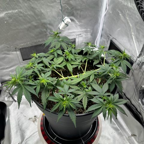 Cookie #2 growlog timeline photo