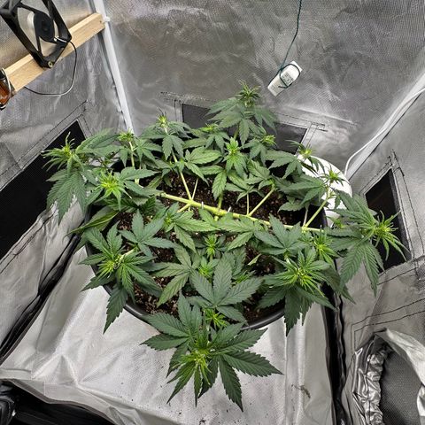 Cookie #2 growlog timeline photo