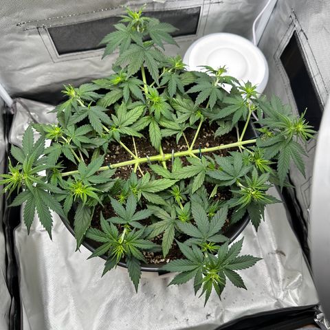 Cookie #2 growlog timeline photo