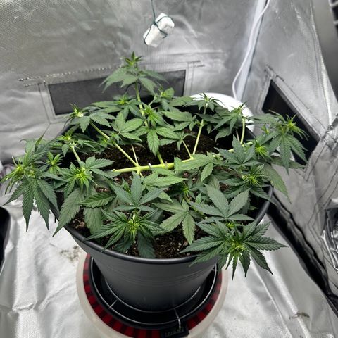 Cookie #2 growlog timeline photo