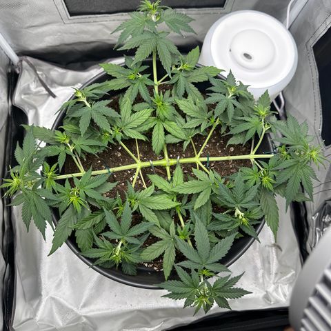 Cookie #2 growlog timeline photo