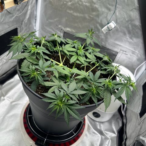 Cookie #2 growlog timeline photo