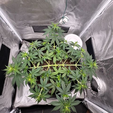 Cookie #2 growlog timeline photo
