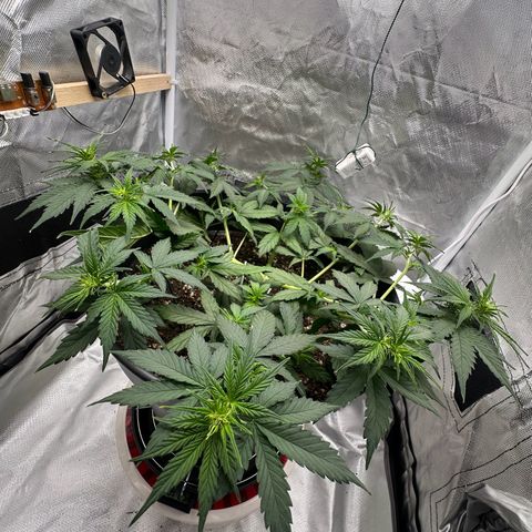 Cookie #2 growlog timeline photo