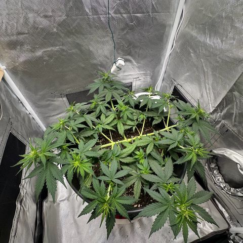 Cookie #2 growlog timeline photo