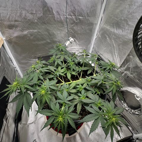 Cookie #2 growlog timeline photo