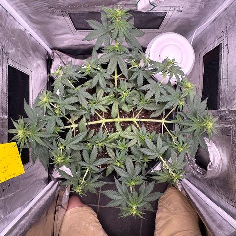 Cookie #2 growlog timeline photo