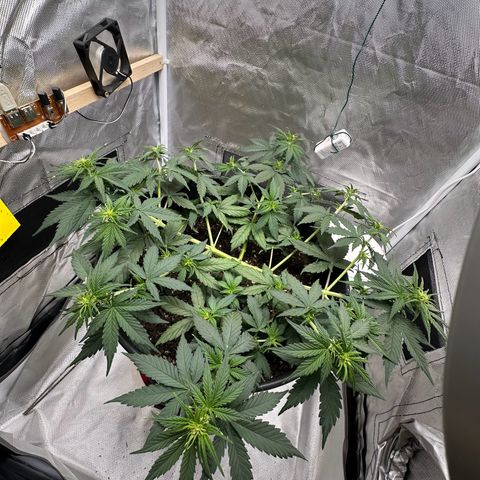 Cookie #2 growlog timeline photo