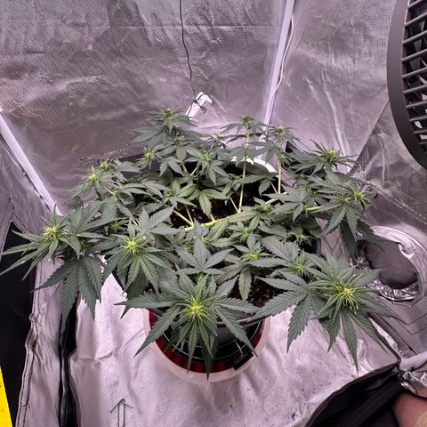 Cookie #2 growlog timeline photo