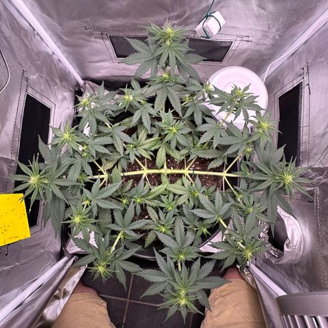 Cookie #2 growlog timeline photo