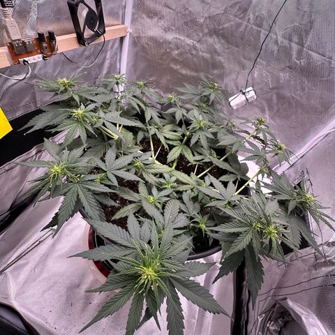 Cookie #2 growlog timeline photo