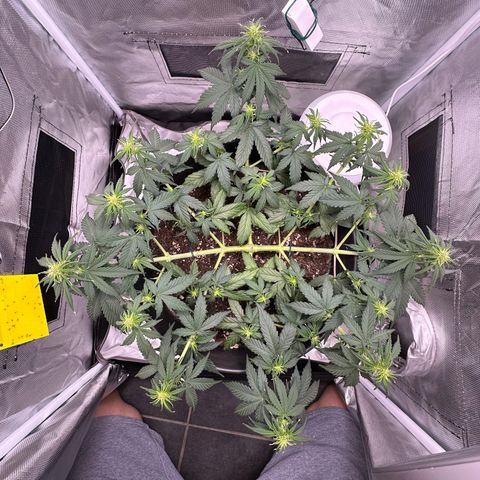Cookie #2 growlog timeline photo