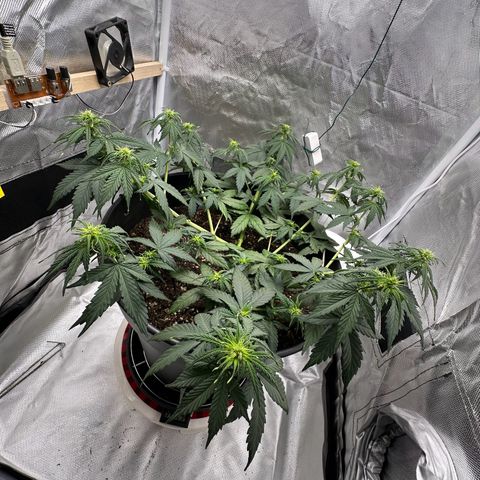 Cookie #2 growlog timeline photo
