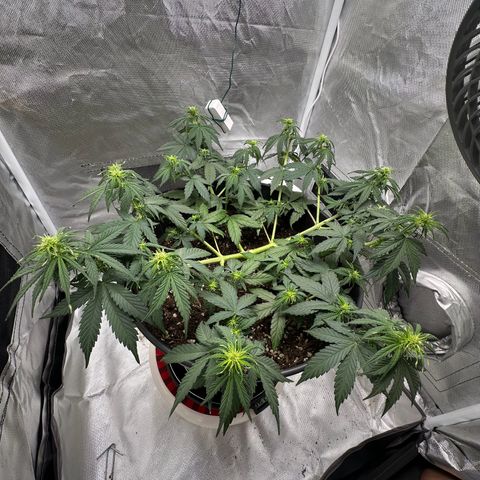 Cookie #2 growlog timeline photo
