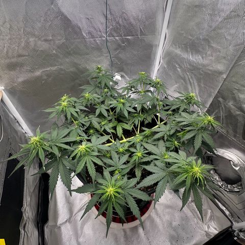 Cookie #2 growlog timeline photo