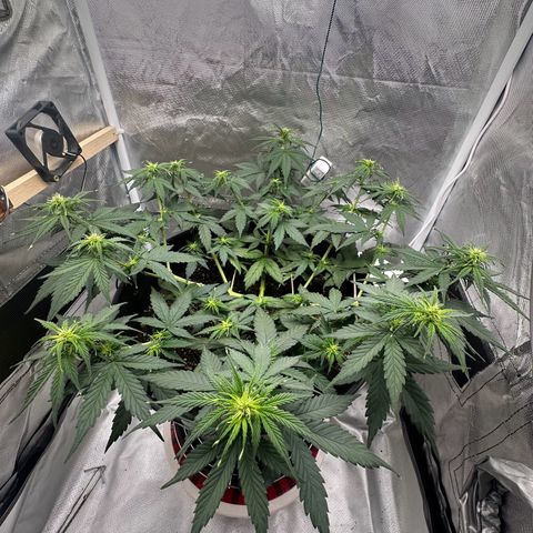Cookie #2 growlog timeline photo
