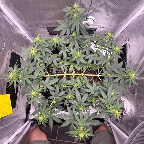 Cookie #2 growlog timeline photo