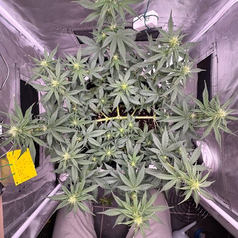 Cookie #2 growlog timeline photo