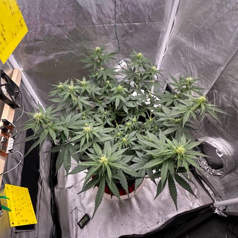 Cookie #2 growlog timeline photo
