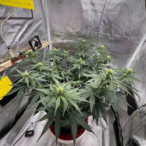 Cookie #2 growlog timeline photo
