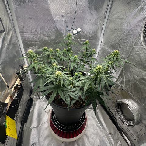 Cookie #2 growlog timeline photo