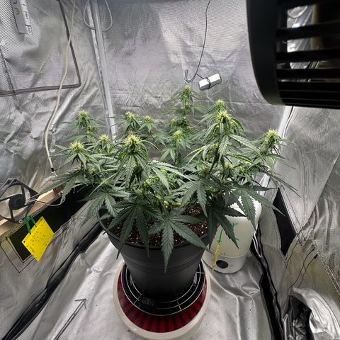 Cookie #2 growlog timeline photo