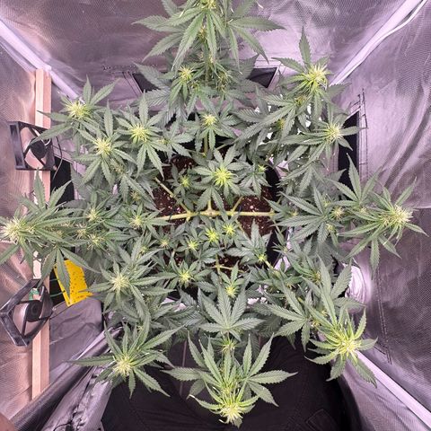 Cookie #2 growlog timeline photo
