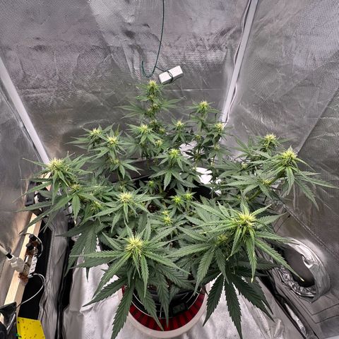 Cookie #2 growlog timeline photo