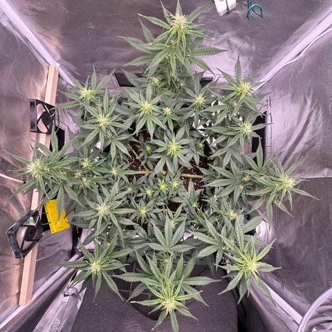 Cookie #2 growlog timeline photo