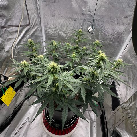 Cookie #2 growlog timeline photo