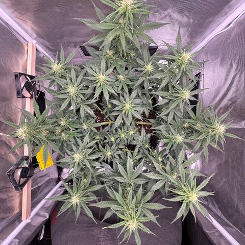 Cookie #2 growlog timeline photo