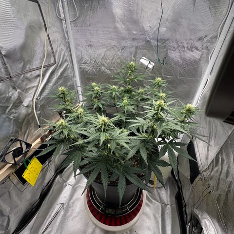 Cookie #2 growlog timeline photo