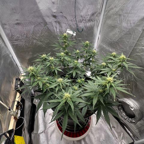 Cookie #2 growlog timeline photo