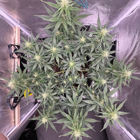 Cookie #2 growlog timeline photo