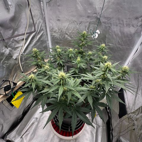 Cookie #2 growlog timeline photo