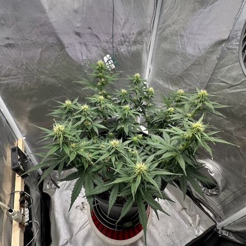 Cookie #2 growlog timeline photo