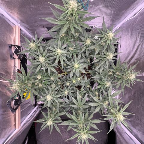Cookie #2 growlog timeline photo