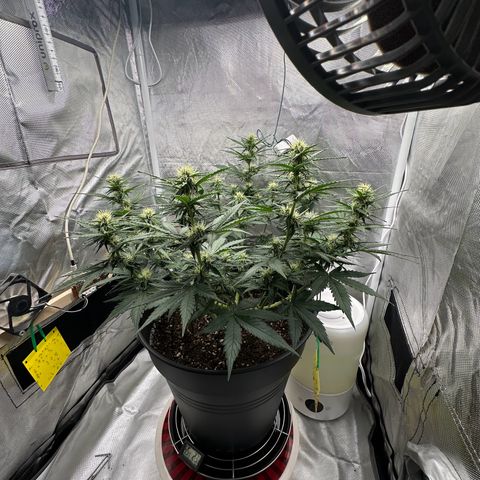 Cookie #2 growlog timeline photo