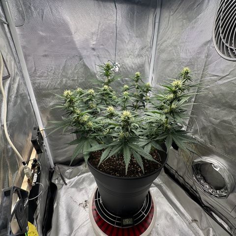 Cookie #2 growlog timeline photo