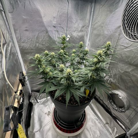 Cookie #2 growlog timeline photo