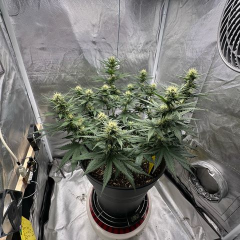 Cookie #2 growlog timeline photo
