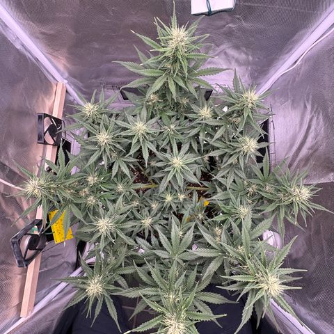 Cookie #2 growlog timeline photo