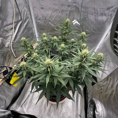 Cookie #2 growlog timeline photo