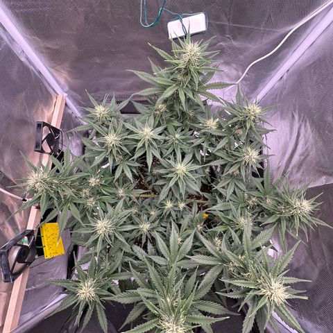 Cookie #2 growlog timeline photo