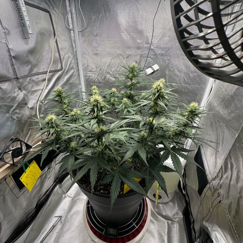 Cookie #2 growlog timeline photo