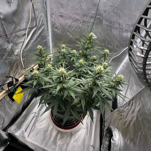 Cookie #2 growlog timeline photo