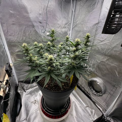 Cookie #2 growlog timeline photo
